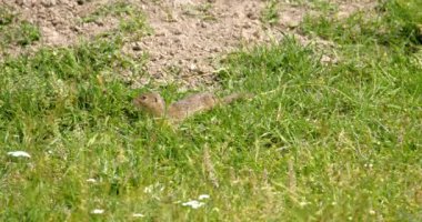 Arazi sincabı yiyecek aramak için yeşil alanda hoplayıp zıplıyor.