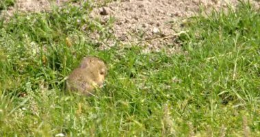 Arazi sincabı yiyecek aramak için yeşil alanda hoplayıp zıplıyor.