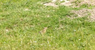 Arazi sincabı yiyecek aramak için yeşil alanda hoplayıp zıplıyor.