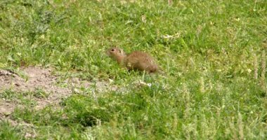 Arazi sincabı yiyecek aramak için yeşil alanda hoplayıp zıplıyor.