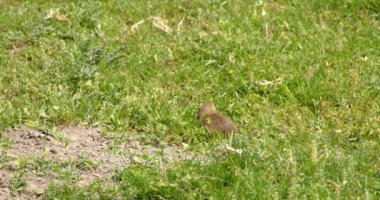Arazi sincabı yiyecek aramak için yeşil alanda hoplayıp zıplıyor.