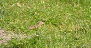 Arazi sincabı yiyecek aramak için yeşil alanda hoplayıp zıplıyor.