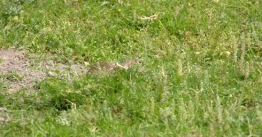 Arazi sincabı yiyecek aramak için yeşil alanda hoplayıp zıplıyor.