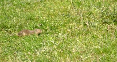 Arazi sincabı yiyecek aramak için yeşil alanda hoplayıp zıplıyor.