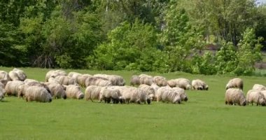 Bir koyun sürüsü baharda bir çayırda otlamak için dışarı çıktı.