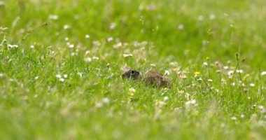 Arazi sincabı yiyecek aramak için yeşil alanda hoplayıp zıplıyor.