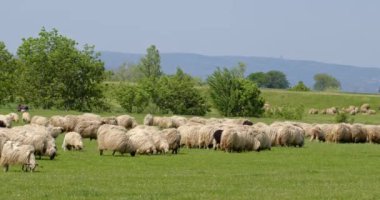 Bir koyun sürüsü baharda bir çayırda otlamak için dışarı çıktı.
