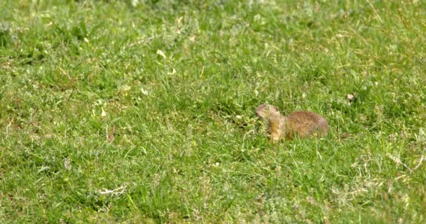 Σκίουρος Εδάφους Hopping Γύρω Από Πράσινο Πεδίο Αναζήτηση Τροφίμων — Αρχείο Βίντεο
