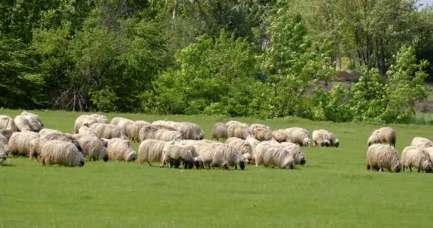Flock Sheep Let Out Graze Meadow Spring — Stock Video