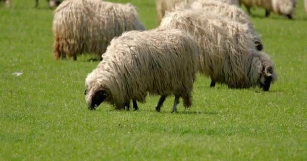 Stado Owiec Wypuściło Pastwisko Łące Wiosną — Wideo stockowe