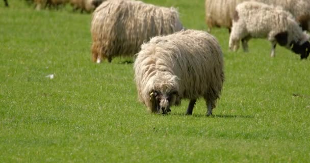 Ένα Κοπάδι Πρόβατα Που Βόσκουν Ένα Λιβάδι Την Άνοιξη — Αρχείο Βίντεο