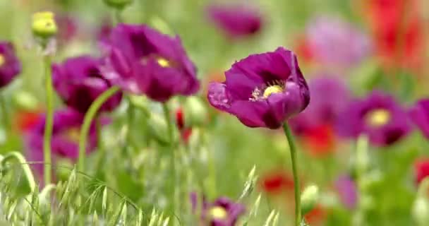 Beautiful Close Shot Purple Poppy Flower Swayed Wind Meadow Red — Stock Video