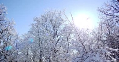 Bu büyüleyici görüntü, aydınlık ve güneşli bir kış gününde zarif bir kar tabakasıyla süslenmiş ağaçların dingin güzelliğini yakalar..