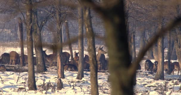 この魅惑的な映像は穏やかな冬の日に素朴なフェンスの背後にある優雅な鹿の群れを描いています — ストック動画