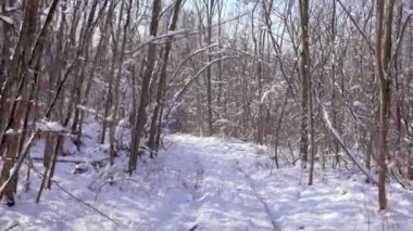 Bu büyüleyici görüntü, aydınlık ve güneşli bir kış gününde zarif bir kar tabakasıyla süslenmiş ağaçların dingin güzelliğini yakalar..