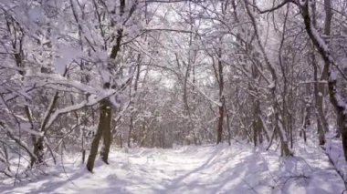 Bu büyüleyici görüntü, aydınlık ve güneşli bir kış gününde zarif bir kar tabakasıyla süslenmiş ağaçların dingin güzelliğini yakalar..