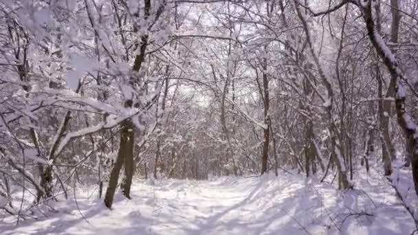 Tento Kouzelný Záběr Zachycuje Poklidnou Krásu Stromů Půvabně Zdobených Čerstvou — Stock video