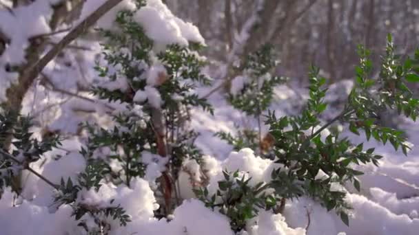 这段迷人的镜头捕捉到了屠夫客厅的宁静美丽 这是一种富有弹性的常绿灌木 精致地装饰着一层新的雪 — 图库视频影像