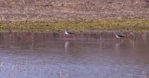 Video Conveys Sense Serenity Allows Viewers Appreciate Beauty Graceful Waders Royalty Free Stock Video