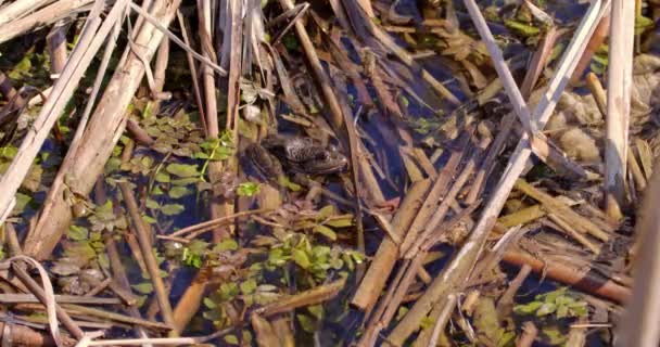 Kamera Kurbağanın Özelliklerinin Karmaşık Detaylarını Ortamındaki Dingin Varlığını Güzelce Yakalar — Stok video