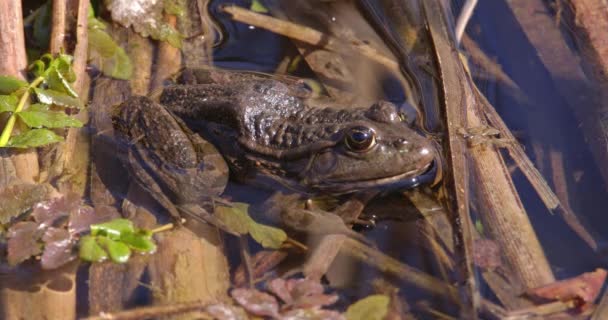 Camera Beautifully Captures Intricate Details Frog Features Its Serene Presence — Stock Video