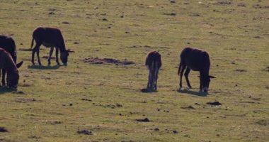 Video, bir dinginlik hissi ve açık alanda rahatça gezinen eşeklerin iç açıcı cazibesini aktarıyor..