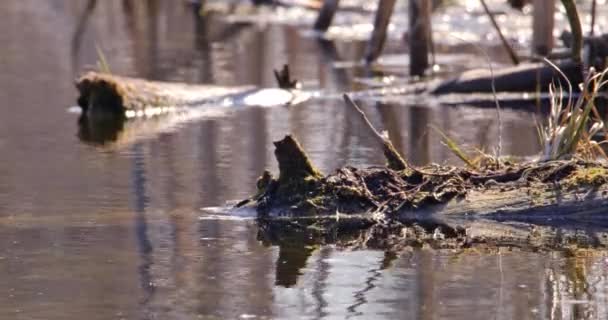 この魅惑的な映像は 壊れた木の枝が乾いたリードに囲まれた静かな池に平和に横たわる穏やかなシーンを捉えています — ストック動画