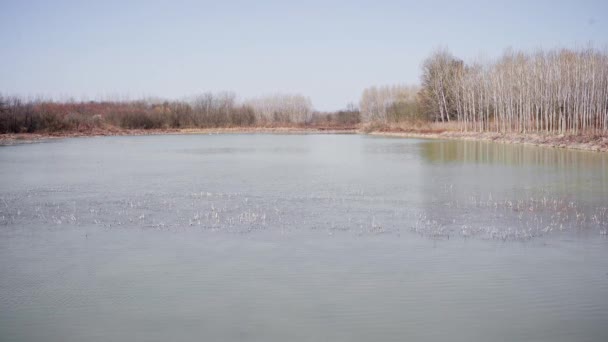 Dieses Ruhige Filmmaterial Zeigt Die Natürliche Schönheit Eines Kleinen Sees — Stockvideo