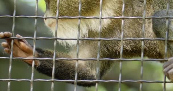 영상은 동물원 원숭이의 친밀한 전망을 제공하고 그것의 표현적인 행동을 붙잡습니다 — 비디오