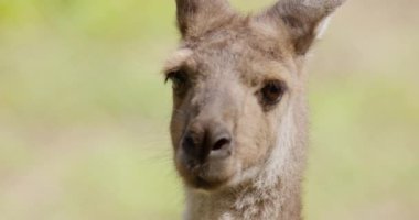 Bu büyüleyici görüntü bir kangurunun dışavurumcu yüzüne yakından bakmamızı sağlıyor. Benzersiz özelliklerini, parlak gözlerini ve doğal ifadelerini vurguluyor.