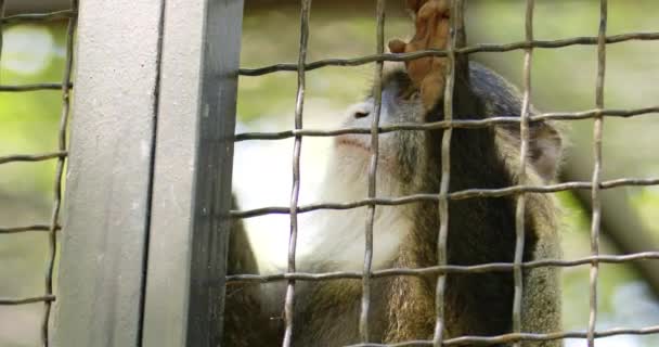Footage Offers Intimate View Monkey Zoo Enclosure Capturing Its Expressive — Stock Video
