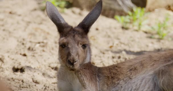 Büyüleyici Görüntü Bir Kangurunun Dışavurumcu Yüzüne Yakından Bakmamızı Sağlıyor Benzersiz — Stok video