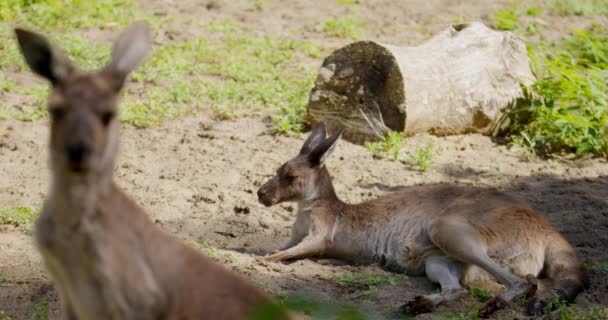 Büyüleyici Görüntü Bir Kangurunun Yerde Huzur Içinde Yattığı Diğerinin Ise — Stok video