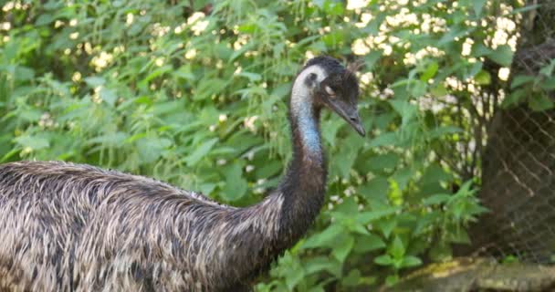 Questo Accattivante Filmato Offre Una Visione Intima Emu Concentrandosi Sulle — Video Stock