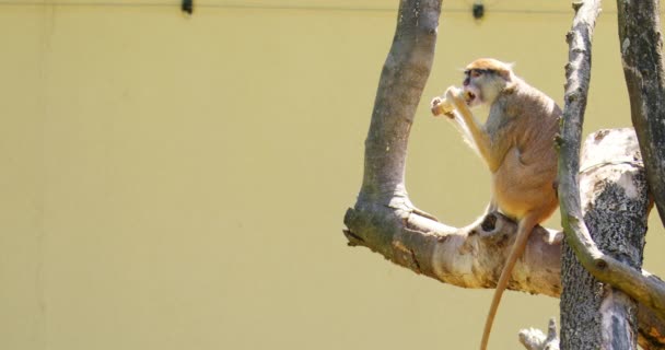 Captivating Footage Showcases Patas Monkey Relishing Fruit While Perched High — Stock Video