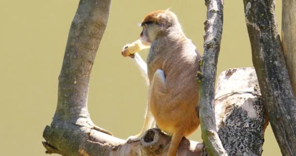 Ten Urzekający Materiał Przedstawia Patas Monkey Delektującą Się Owocami Siedzącą — Wideo stockowe