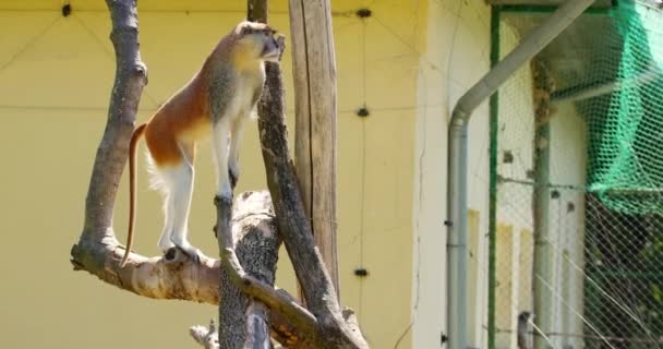 Serene Footage Captures Patas Monkey Moment Stillness Standing Gracefully Tree — Stock Video