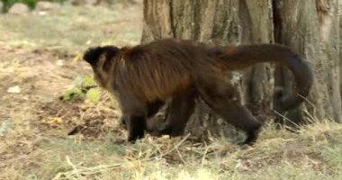 Bu büyüleyici görüntü, orman zemininde bir ağaç gövdesinin etrafını saran zarif bir şekilde yürüyen kahverengi bir Capuchin maymunu yakalar.