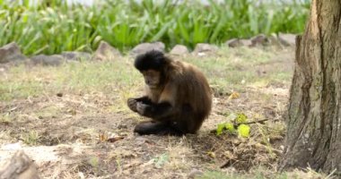 Bu sakin görüntü yerde oturan kahverengi bir Capuchin maymunu yakalar. Video, doğal ortamında dinlenen bir Capuchin maymununun büyüleyici varlığını ve sakinliğini aktarıyor..