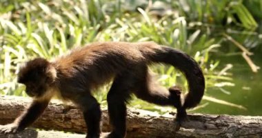 Küçük bir göletin yakınındaki ağaç dalında yürüyen iki kahverengi kapuçin maymunu.