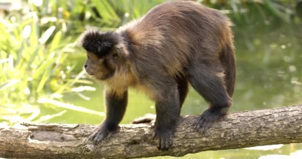 Brown Capuchin Monkey Standing Tree Branch Pond Background — Stock Video