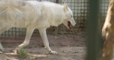 Kutup kurdu kafesin çitlerinin arkasında yürüyor, ağzından su damlıyor.
