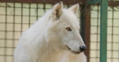 Bu büyüleyici video, hayvanat bahçesinde yaşayan bir kutup kurdunun özel bir görüntüsünü sunuyor. Video, kurdun görkemli yüzünde bulunan merak ve büyüleyici güzelliği aktarıyor..