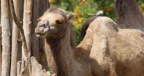 Footage Captures Majestic Camel Standing Gracefully Wooden Fence Secure Confines — Stock Video