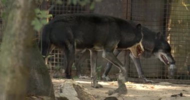 İki gri kurt hayvanat bahçesinde kafesin etrafında dolanıyor.