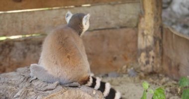 Halka kuyruklu lemurlar hayvanat bahçesinde huzur içinde oturuyorlar.