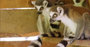 Halka kuyruklu lemurlar hayvanat bahçesinde huzur içinde oturuyorlar.