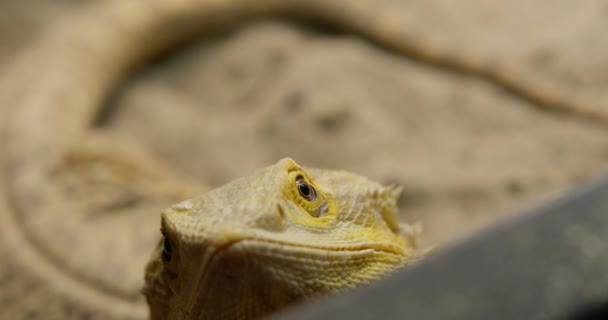 Close Shot Bearded Dragon Standing Peacefully Zoo — Stock Video