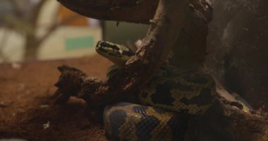 Video bir merak hissi veriyor ve izleyicilere bu pitonun büyüleyici güzelliğini takdir etme fırsatı sunuyor.