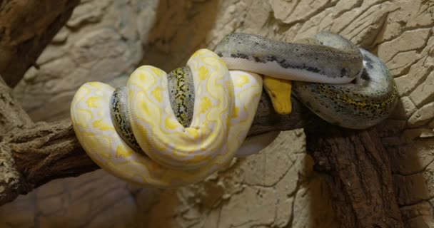 Camera Skillfully Captures Entwined Embrace Striking Contrast Two Snakes — Stock Video